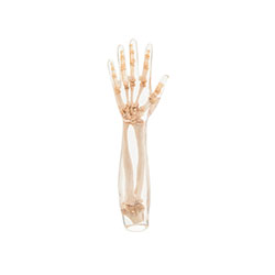 X-Ray Phantom Lower Arm, transparent